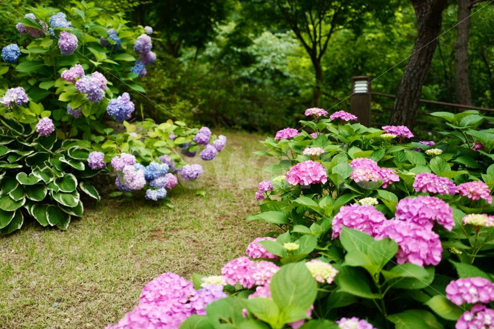 수국,꽃,수국길,산책,봄,식물,자연,plants,nature,꽃,flower