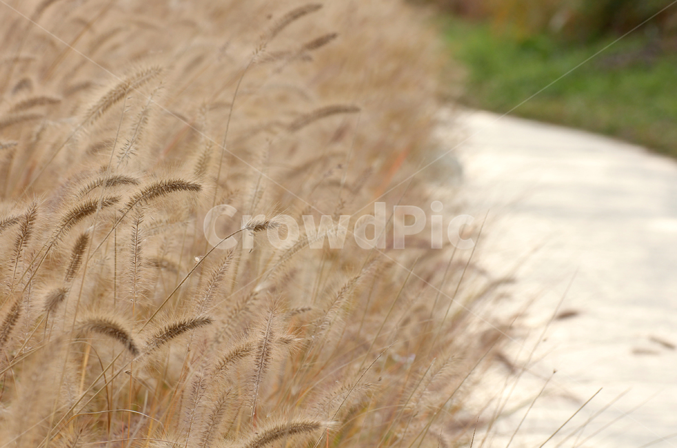 plant,식물,produce,길,grass,lawn,road,갈대,자연,가을,계절,fall,autumn,season,식물,자연,plants,nature,food,음식,vegetable,야채,grain,곡물