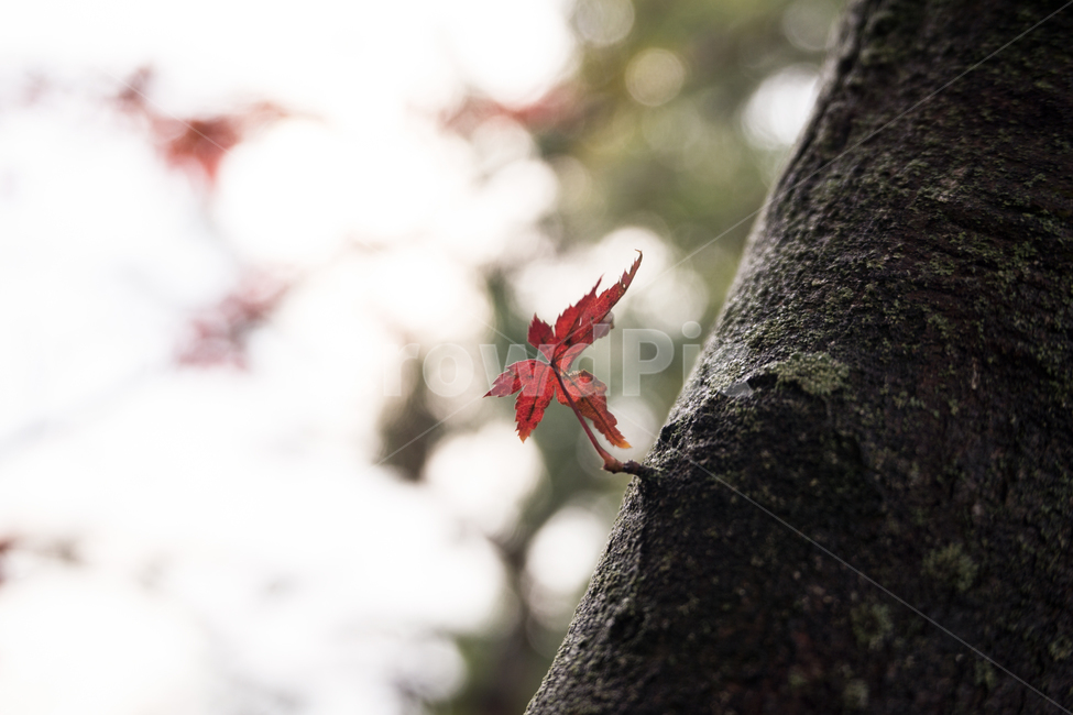 단풍,단풍나무,가을,낙엽,나뭇가지,가을,계절,fall,autumn,season,leaf,잎,plant,식물,tree,나무