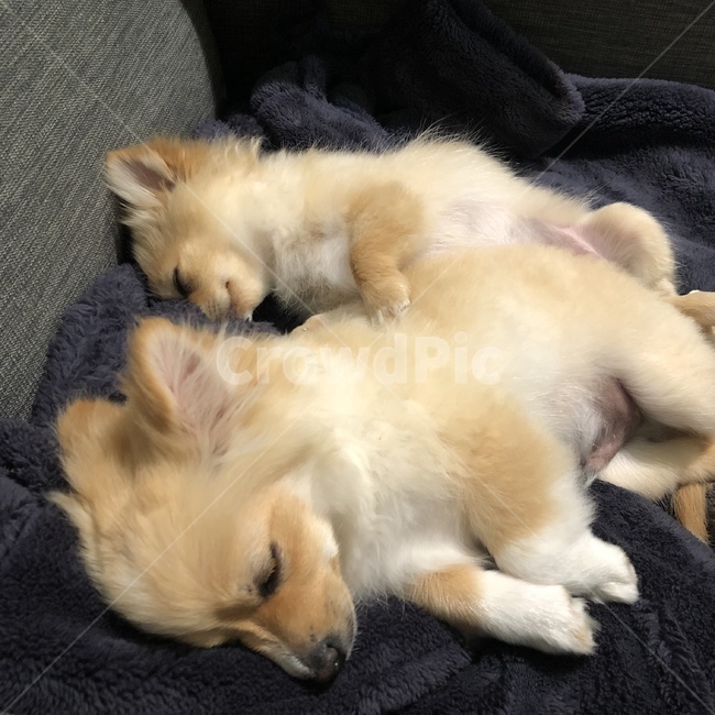 dog,puppy,sleep,sleeping,sleepy,pomeranian,강아지,잠든강아지,졸림,나른함,포메라니안,평온함,행복,dream,동물,animal,포유류,mammal,개,강아지,dog,doggy