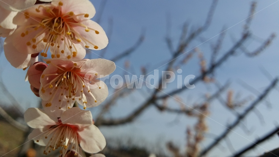 매화,매화꽃,봄꽃,봄,봄매화,봄,계절,spring,season,식물,자연,plants,nature,꽃,flower,plant