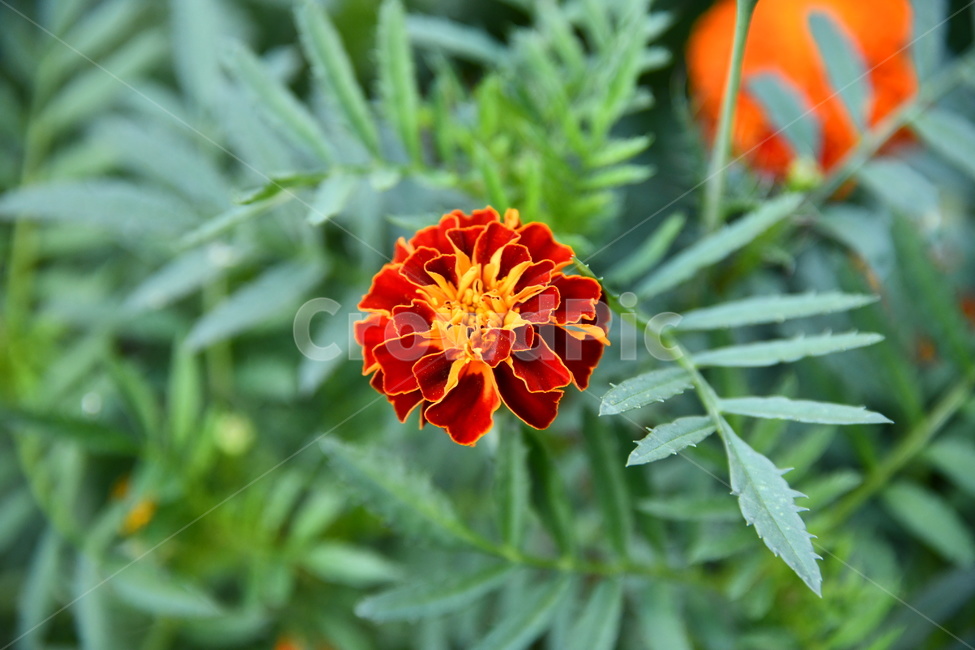 식물,꽃,초록,노랑,빨강,plant,flower,식물,자연,plants,nature,꽃,flower
