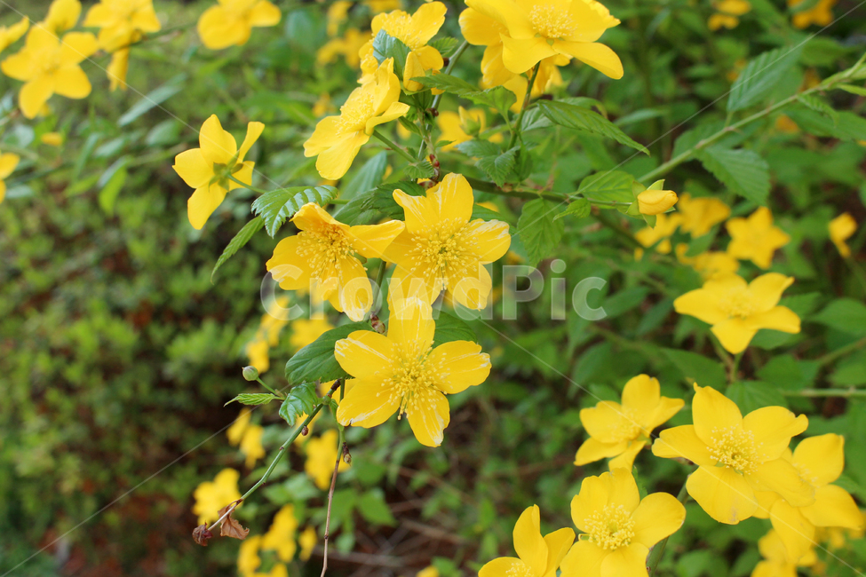 꽃,식물,노란꽃,봄꽃,자연,봄,만개,야외,노란색,4월,flowers,yellowflower,yellow,spring,plant,nature,april