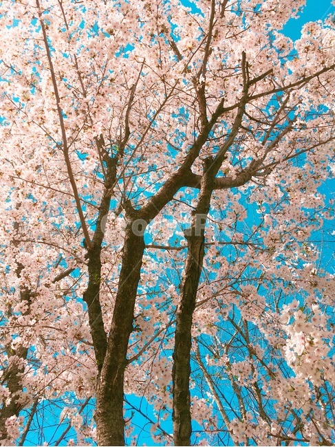 봄,벚꽃,꽃,벚꽃나무,분홍색,핑크색,나무