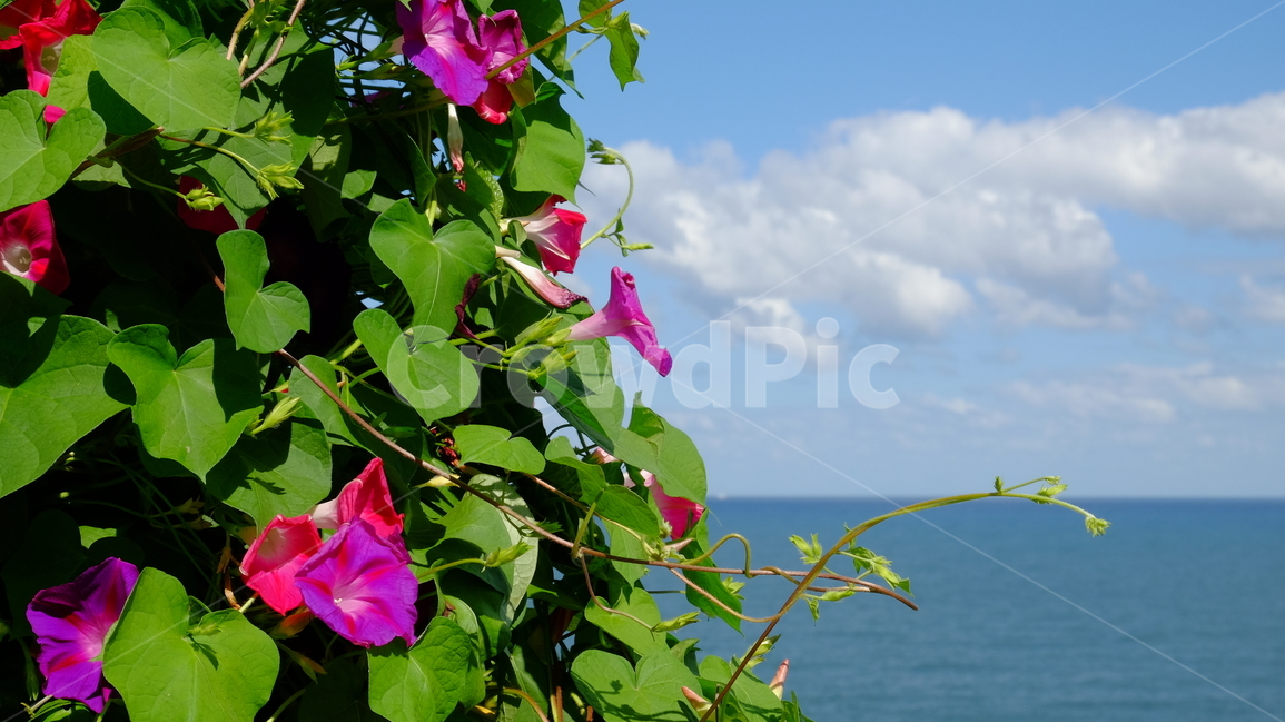 나팔꽃,꽃,식물,하늘,바다,구름,풍경,식물,자연,plants,nature,꽃,flower