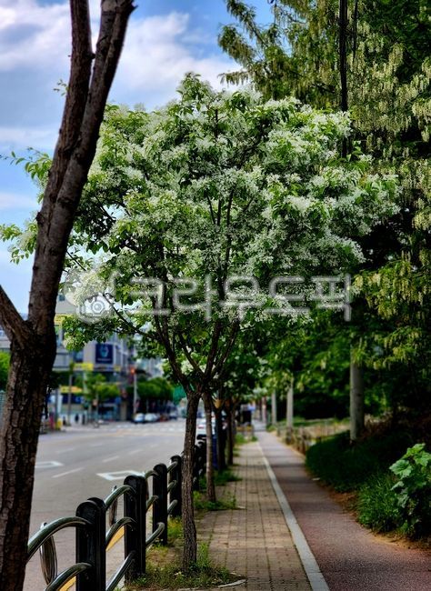 spring,tree trunk,pop tree,plant,tree,road name