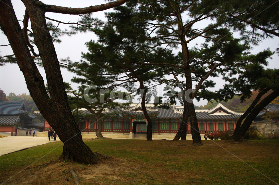 나무,식물,plant,소나무,창덕궁,고궁,한국전통,한국문화,korean traditional,korean culture,랜드마크,landmark,tourist attraction,한국랜드마크,한국관광지,한국명소,korea landmark,korea tourist attraction,사람들,대중,군중,other people,crowd,건축물,건물외관,exterior,building,structure,architecture,construction
