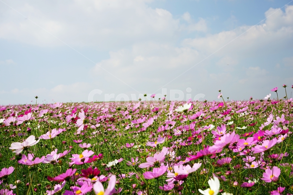 코스모스,야생화,가을,하늘,가을하늘,가을,계절,fall,autumn,season,식물,자연,plants,nature,꽃,flower,blossom,petal,꽃잎,plant