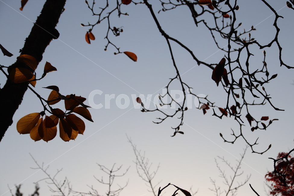 가을,단풍,나무,자연,풍경,가을,계절,fall,autumn,season,식물,자연,plants,nature,나무,trees,wood,animal,동물,bird,새