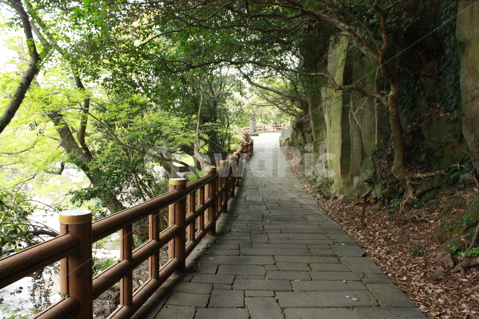 제주,길,고요,산책길,산책로,감성,자연풍경