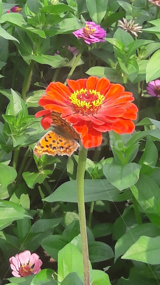 백일홍,꽃,행복,나비,알록달록,식물,자연,plants,nature,꽃,flower,동물,animal,곤충,벌레,insect,bug