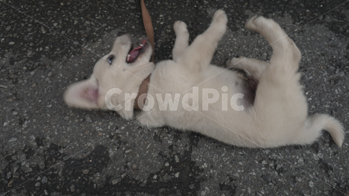 puppy,Baekgu,Jindo dog