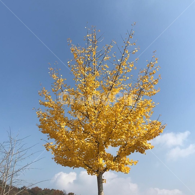 은행나무,은행,노란색,가을,나무,열매,tree,가을,계절,fall,autumn,season,식물,자연,plants,nature,나무,trees,wood,plant