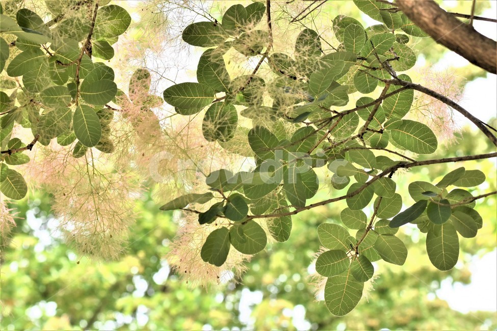 나뭇잎,여름숲,잎파리,역광,감성,안개나무,아름다움,식물,자연,plants,nature