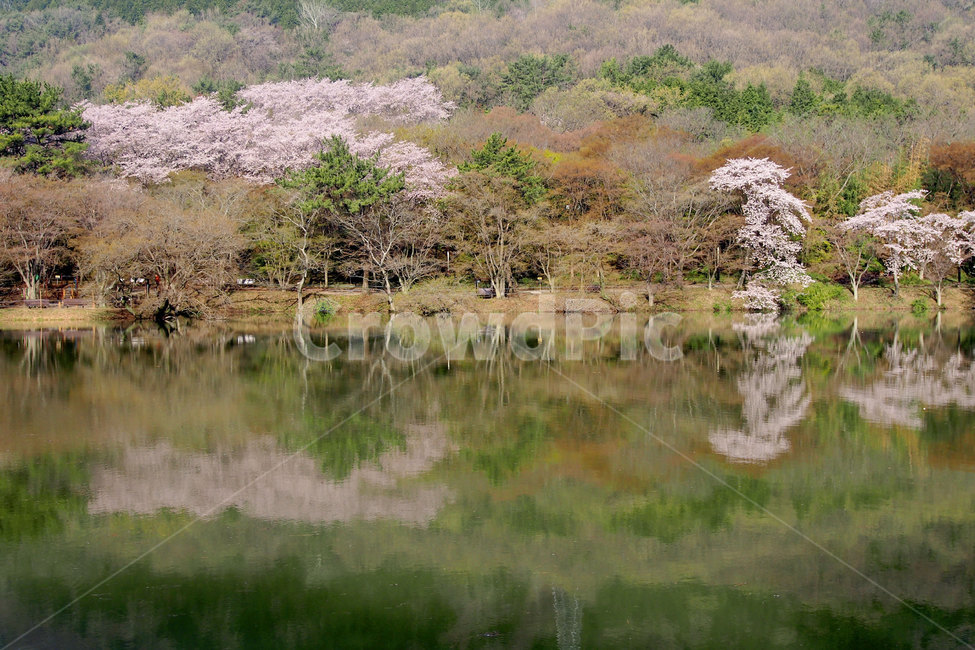 봄,벚꽃,반영,풍경,계절,공원,나무,호수,lake,season,spring,cherryblossom,자연,nature