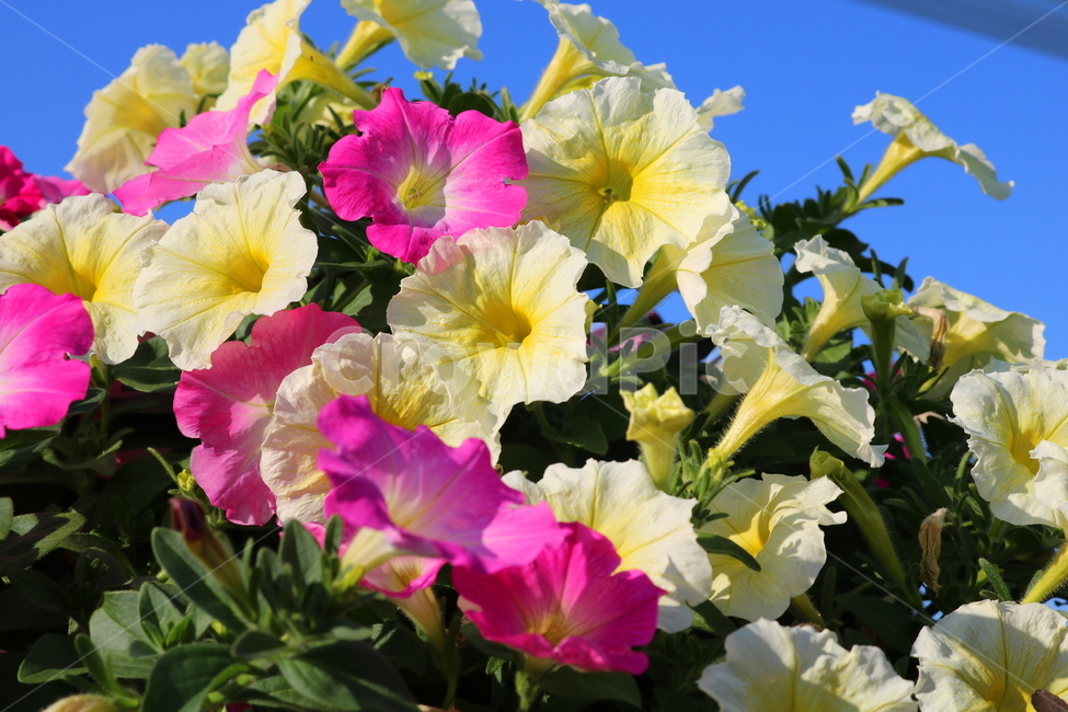 꽃,페튜니아,페튜니아꽃,식물,자연,페츄니아,분홍꽃,식물,자연,plants,nature,꽃,flower