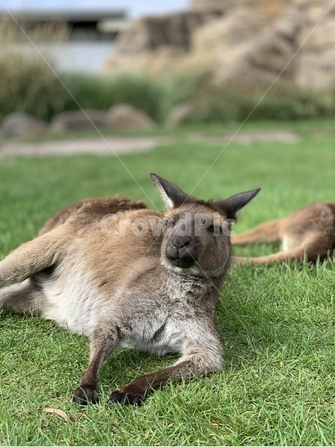 캥거루,잔디,동물,왈라비,포유류,동물,animal,포유류,mammal