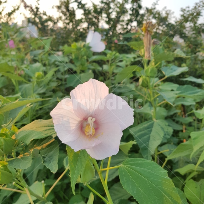 무궁화,무궁화꽃,풀,꽃,풀숲