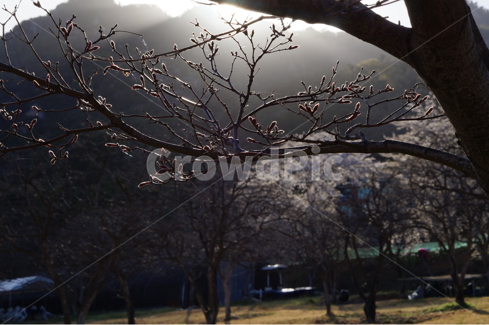 석양,나무,노을,맑음,강렬함,봄,봄,계절,spring,season,식물,자연,plants,nature,나무,trees,wood,flare,플레어,light,빛,tree trunk,나무 줄기,tree,plant