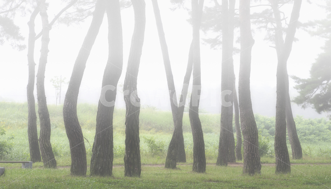 자연,풍경,식물,나무,소나무,소나무숲,숲,동산,소나무동산,안개,아침,풀밭,잔디밭,풀,남평,드들강,드들강유원지,강변,둔치,나주시,계절,여름