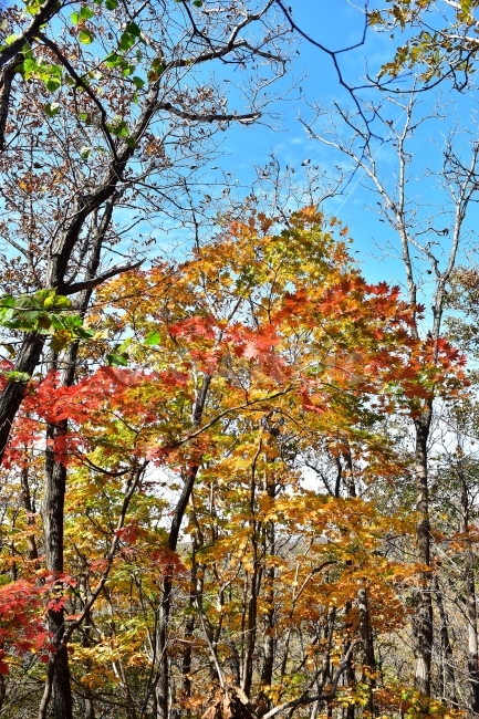치악산,가을,풍경,단풍,탐방,국립공원,빨간단풍,파란하늘,가을색,오색,울긋불긋,알록달록,그림같은,칼라풀,뷰티플,아름다운,힐링,감성,자연,정취,산세,명산,100대명산,nature,산,등산,트레킹,풍경사진,가을사진,가을색채,가을의정취,맑음,청명,가을날씨,가을,계절,fall,autumn,season,식물,자연,plants,nature,나무,trees,wood,tree,plant,leaf,잎,tree trunk,나무 줄기