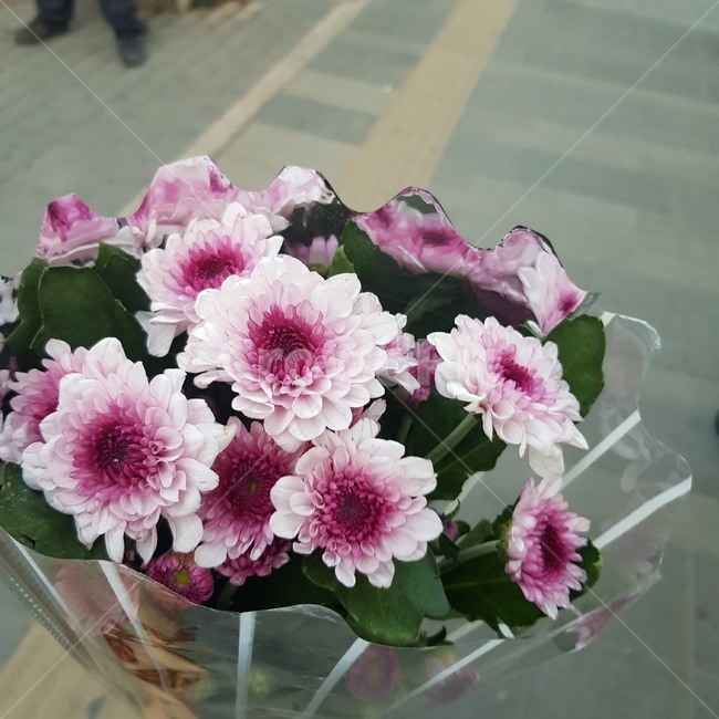 소국,국화,꽃,분홍색,꽃다발,향기