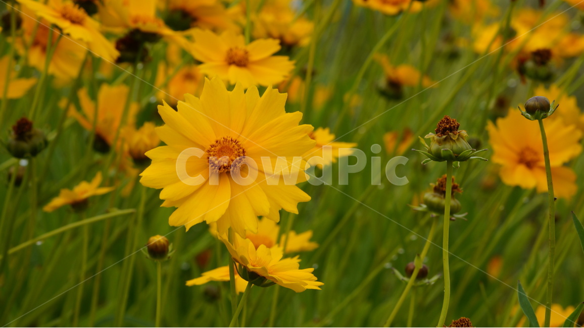 금계국,금계국꽃,꽃,꽃사진,식물,식물,자연,plants,nature,꽃,flower