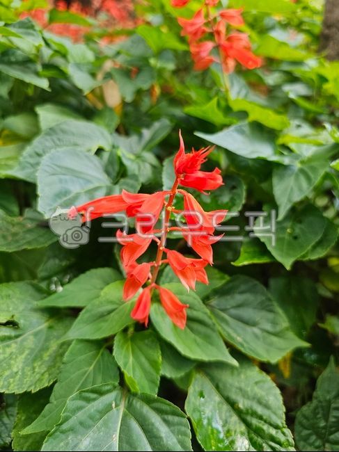 foliage,salvia,fire flower,flower bud,flowering tree,plant,nature