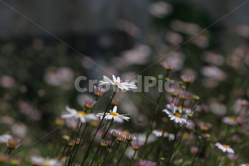 구절초,꽃,꽃무리,흰꽃,감성사진,자연,식물,자연,plants,nature,꽃,flower