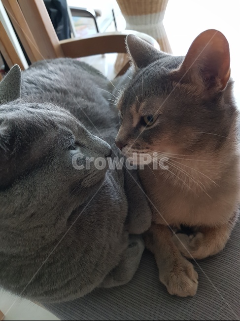 고양이,반려동물,러브,귀여움,큐티