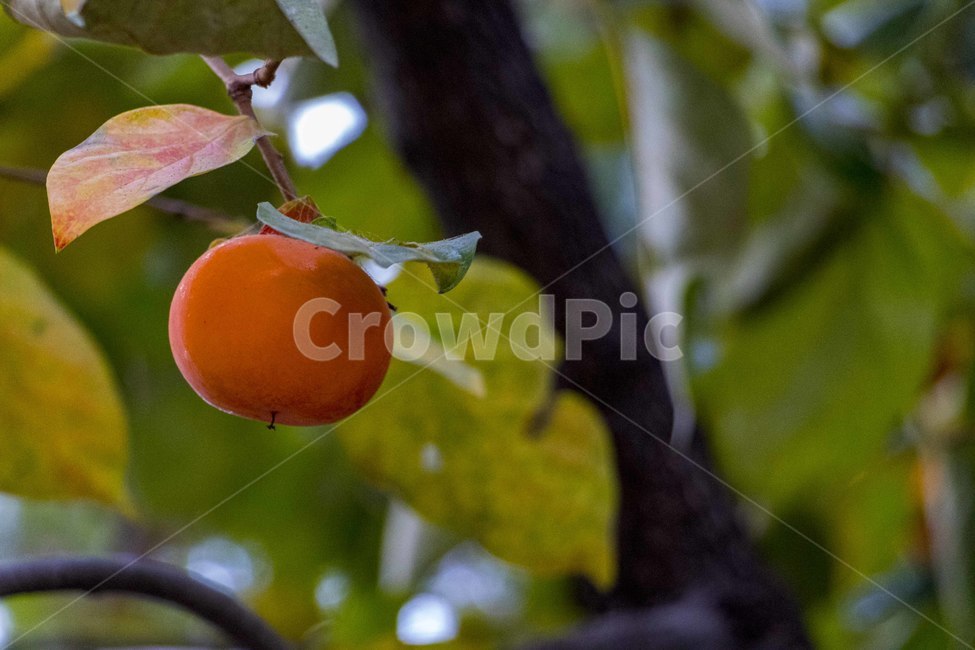 감,단감,감나무,과일,열매,persimmon,persimmontree,가을,계절,fall,autumn,season,과일,열매,fruit,plant,식물,food,음식