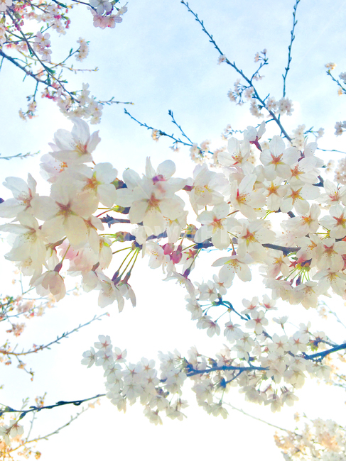 자연,봄,화사한,꽃,벚꽃,봄,계절,spring,season,식물,자연,plants,nature,꽃,flower,plant,blossom,cherry blossom