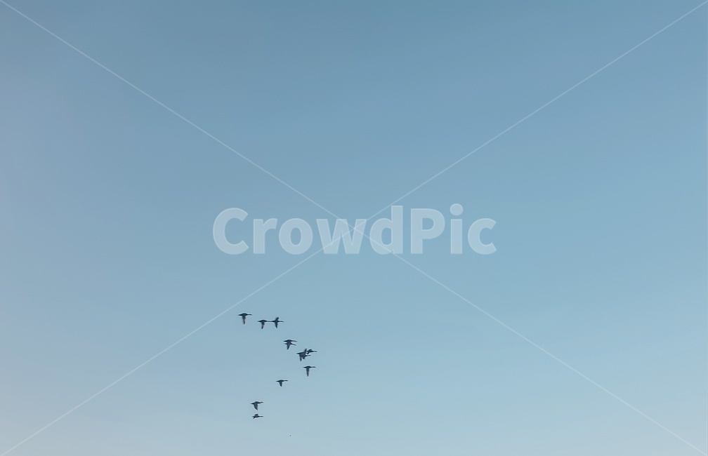 하늘,sky,새,bird,파랑,blue,skyblue