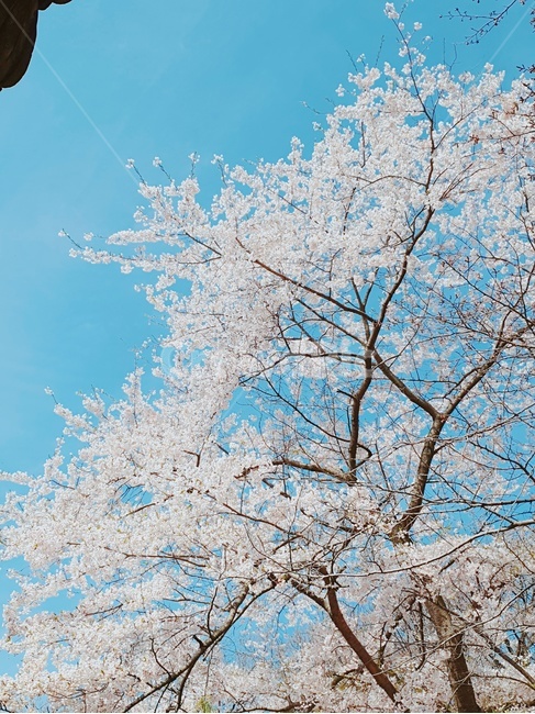 벚꽃,봄꽃,봄,맑음,예쁨