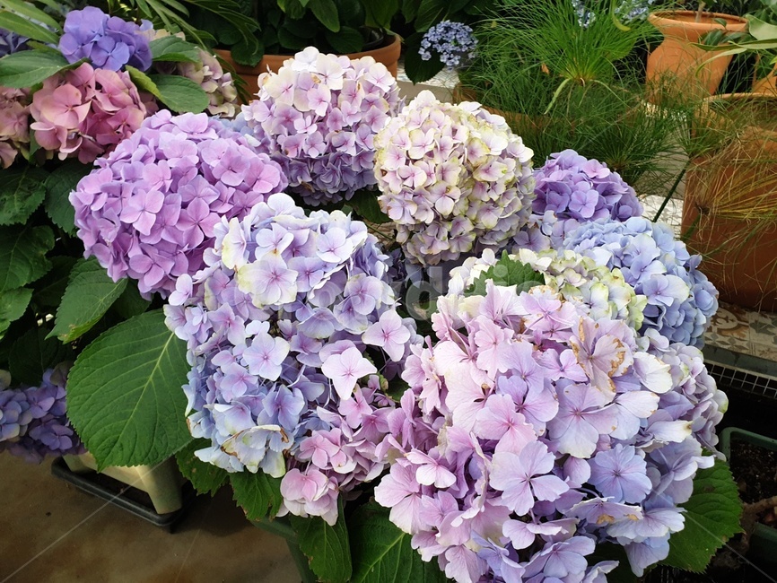 수국,꽃,식물,꽃다발,풍성한,식물,자연,plants,nature,꽃,flower
