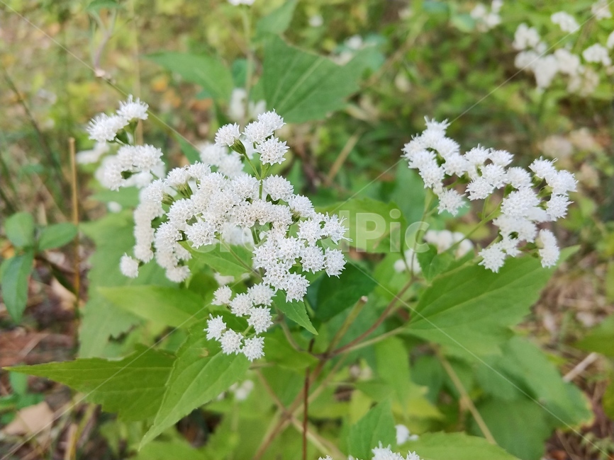 명자나무,쏯,정원,조경수,나무,식물,식물,자연,plants,nature
