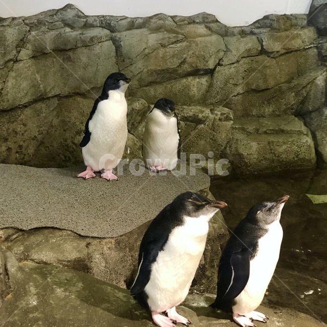 animal,동물,bird,펭귄,4마리,동물,animal,조류,새,birds