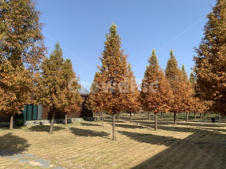 나무,메타세콰이어,전나무,정원,tree,식물,풀,잔디,공원,숲