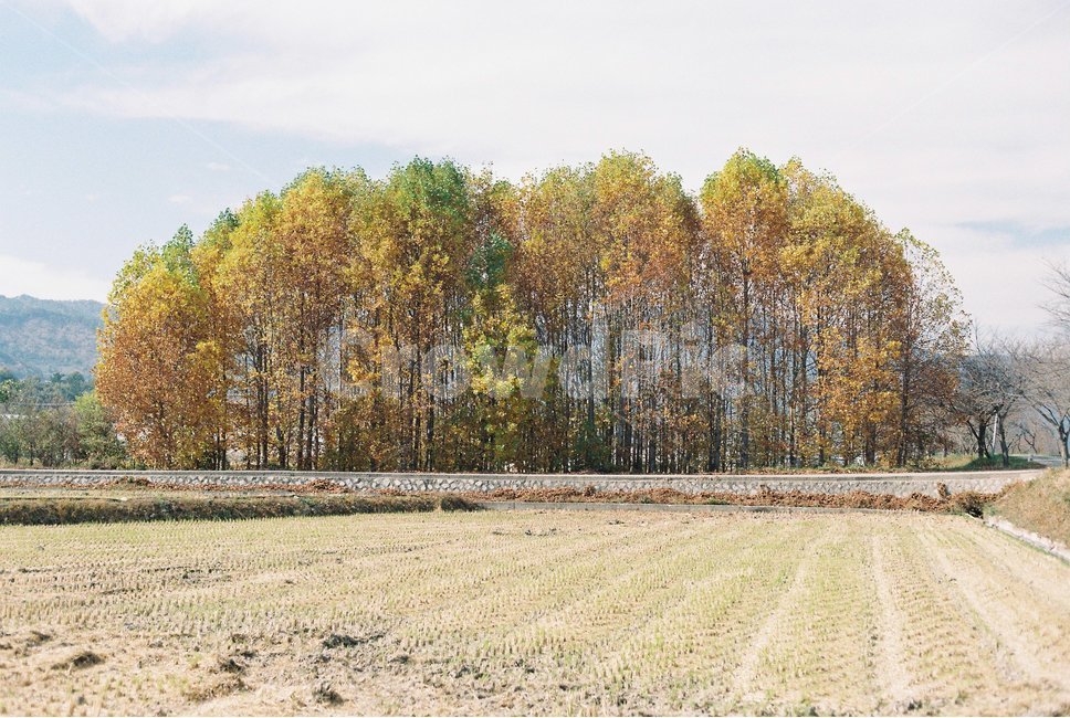 tree,나무,plant,식물,구도,대비,논밭,가을,계절,fall,autumn,season,식물,자연,plants,nature,나무,trees,wood