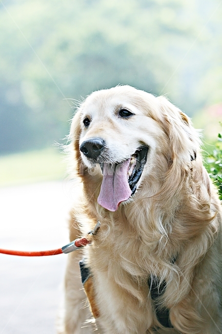 개,강아지,반려견,배경,인천대공원,동물,animal,포유류,mammal,개,강아지,dog,doggy