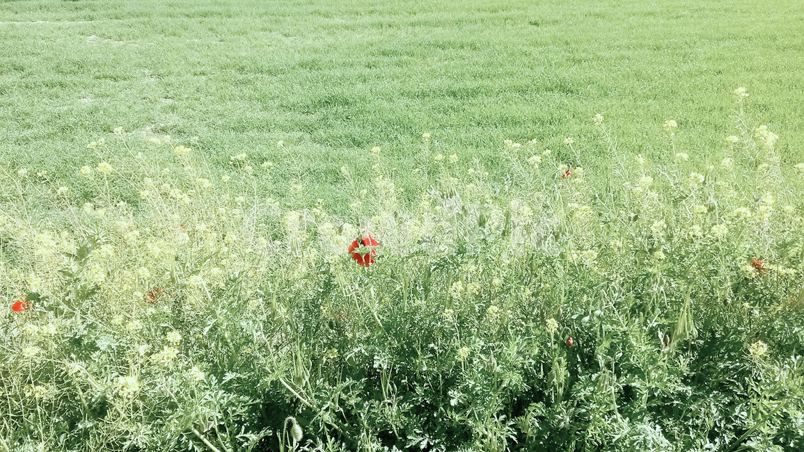 들,자연,plant,꽃,몽롱,목초지,잔디