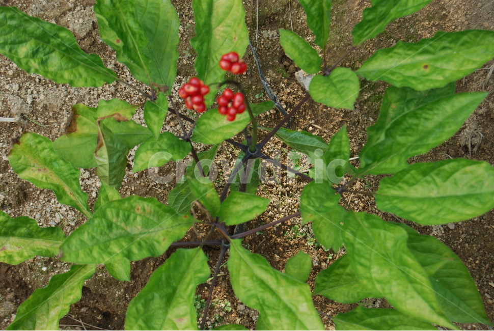 백암산,자연,봄,휴양림,한국,식물,자연,plants,nature,과일,열매,fruit