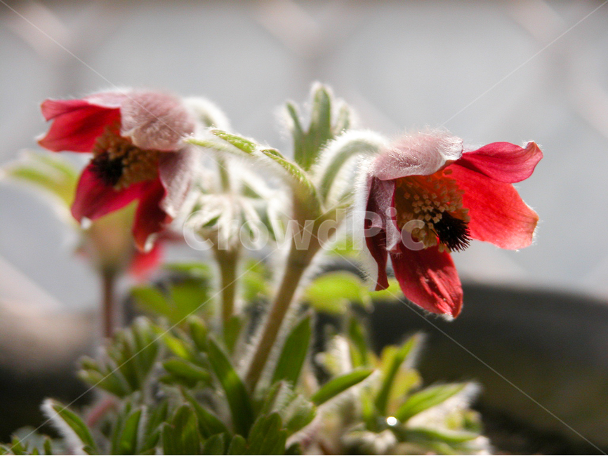 관상,화초,화분,식물원,꽃,식물,자연,plants,nature,꽃,flower