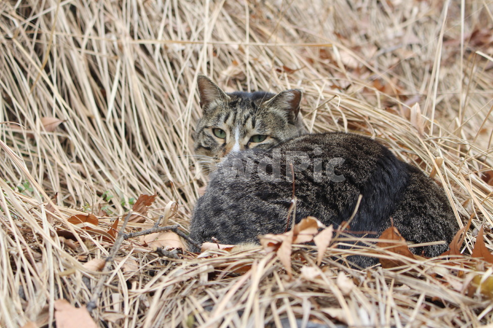 고양이,검은고양이,들고양이,야생고양이,cat