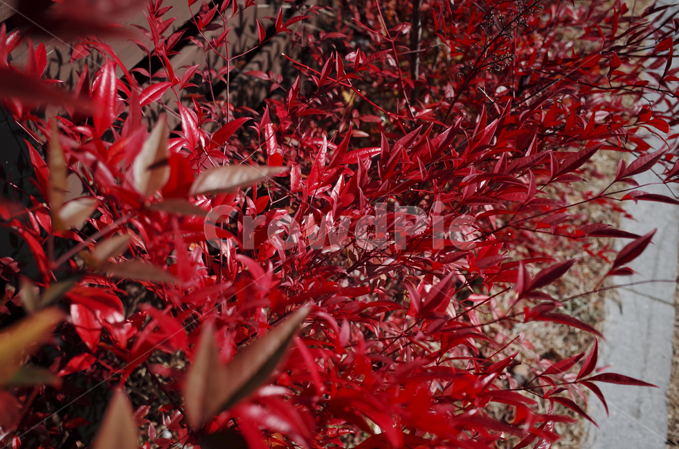 leaf,잎,plant,식물,tree,나무,maple,단풍,red,붉은,빨간