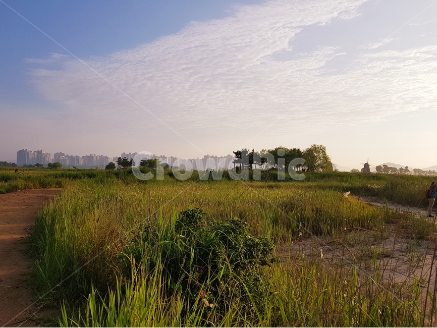광야,습지,생태슾지,하늘,아침,자연풍경,들,풀,자연,풍경,nature,landscape,한국자연풍경,한국자연경관,korea nature landscape,grassland,목초지,outdoors,옥외,field