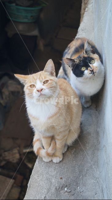 고양이,길고양이,치즈태비,길냥이,숏컷,삼색이,동물,animal,포유류,mammal,고양이,cat,kitten,kitty