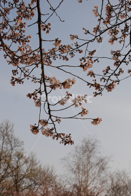 봄,벚꽃,봄나들이,벚꽃엔딩,꽃구경,봄,계절,spring,season,plant,식물