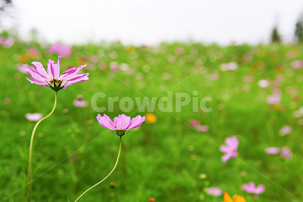 코스모스,꽃,꽃잎,식물,자연,공원,가을,가을꽃,식물,자연,plants,nature,꽃,flower