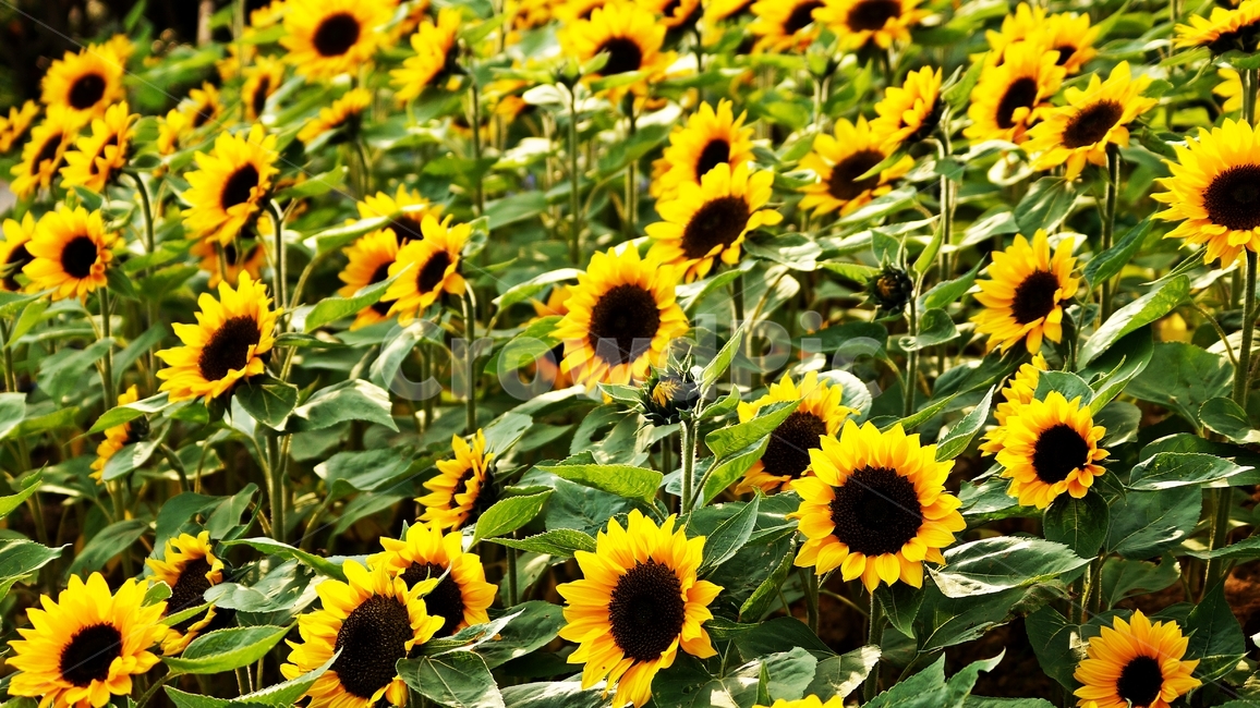해바라기,꽃축제,식물,꽃길,자연,식물,자연,plants,nature,꽃,flower